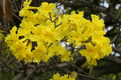 Handroanthus chrysanthus subsp. meridionalis